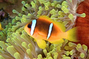 Damselfish: A red sea clownfish (Amphiprion bicinctus) in its