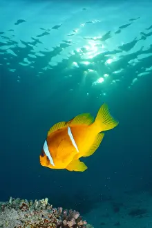 Damselfish: Red sea clownfish (Amphiprion bicinctus) in the