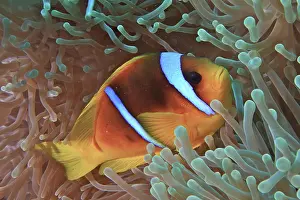 Damselfish: Red sea clownfish (Amphiprion bicinctus) in its