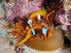 Damselfish: Two red sea clownfishes (Amphiprion bicinctus) inhabit