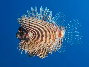 Scorpionfish: Red Sea dwarf lionfish (Dendrochirus hemprichi)