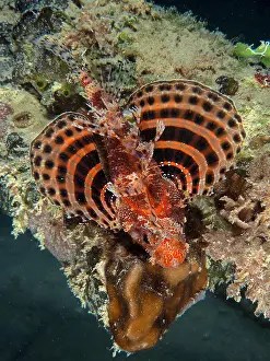 Scorpionfish: Red Sea Dwarf Lionfish (Dendrochirus hemprichi)