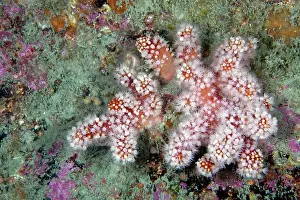 Colonial: Red Sea Fingers