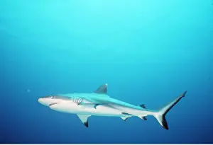 Lateral: RED SEA GREY REEF SHARK