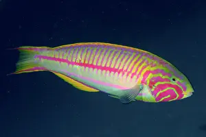 Wrasse: Red Sea junker (Thalassoma rueppellii) against a