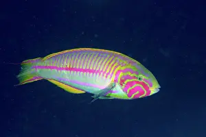 Wrasse: Red Sea junker (Thalassoma rueppellii) in front