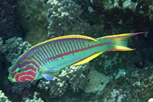 Egypt: Red Sea Junker (Thalassoma rueppellii), Dive Site