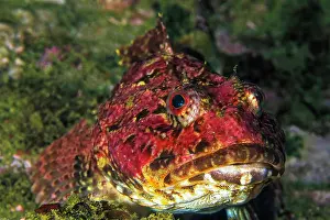 Scotia: Red sea raven (Hemitripterus americanus), Nova Scotia