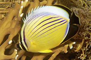 Butterflyfish: Red Sea Ripple Striped blacktail butterflyfish (Chaetodon