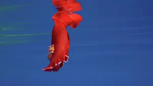 Slug: Red Sea Slug swims in blue sea reflected in wate