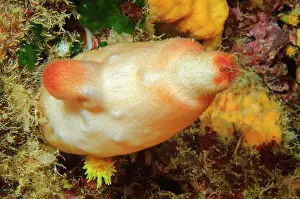 Squirt: Red sea squirt (Halocynthia papillosa), Mediterranean
