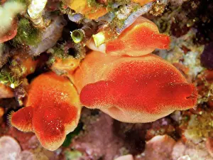 Squirt: Red sea squirt (Halocynthia papillosa). Dive site