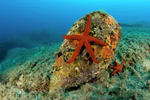 Echinoderms: Red sea star Echinaster sepositus on a pen shell Pinna Nobil