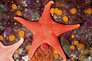 Starfishes: Red Sea STAR fish