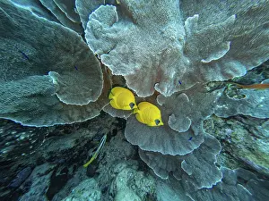 Relationship: Red Sea, underwater, scuba, coral reef