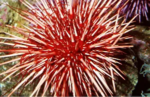 Echinoderms: RED SEA URCHIN