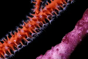 Whips: Detail of red sea whips, Ellisella sp. and encrustating spon