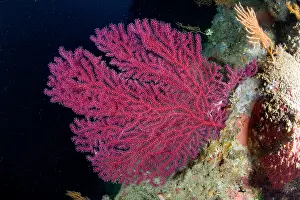 Gorgonia: Red seafan, Paramuricea clavata, Ischia Island, Italy, Tyrrh