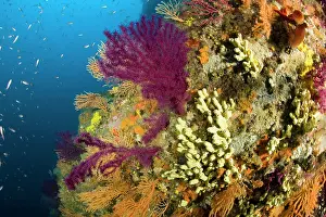 Sponge: Red seafan, Paramuricea clavata, yellow gorgonian, Eunicella