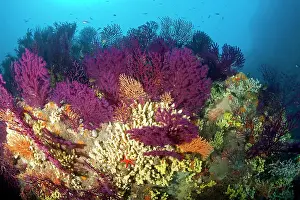 Sponge: Red seafan, Paramuricea clavata, yellow gorgonian, Eunicella