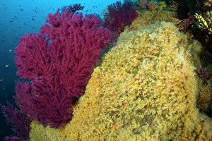Campania: Red seafan, Paramuricea clavata and Parazoanthus axinellae