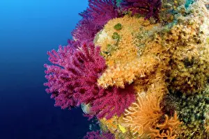 Campania: Red seafan, Paramuricea clavata and Parazoanthus axinellae