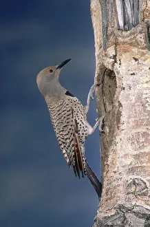 Flicker: Red-shafted Flicker