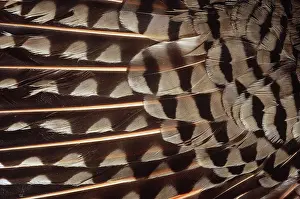Flicker: Red-shafted Flicker Feathers