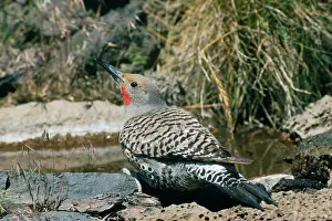 Flicker: Red-shafted Flicker - male