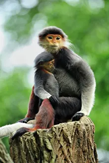 Singapore: Red-shanked Douc Langur - with baby - controlled