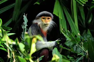 Singapore: Red-shanked Douc Langur - controlled conditions
