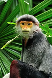 Singapore: Red-shanked Douc Langur - controlled conditions