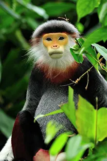 Singapore: Red-shanked Douc Langur - controlled conditions