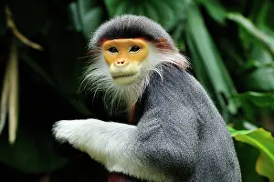 Singapore: Red-shanked Douc Langur - controlled conditions