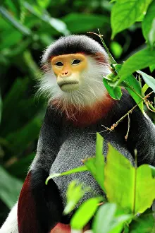 Singapore: Red-shanked Douc Langur - controlled conditions