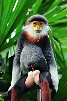 Singapore: Red-shanked Douc Langur - male - controlled conditions