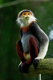 Singapore: Red-shanked Douc Langur - male - in the rain - controlled
