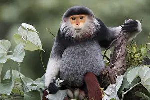 Catarrhini: Red-shanked Douc langur (Pygathrix nemaeus) male