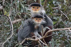 Catarrhini: Red-shanked Douc langur (Pygathrix nemaeus) male