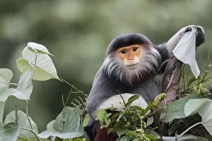 Catarrhini: Red-shanked Douc langur (Pygathrix nemaeus) male