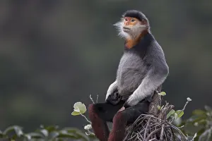 Catarrhini: Red-shanked Douc langur (Pygathrix nemaeus) Subadult