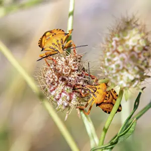 Swallowing: Red shield bugs (Carpocoris mediterraneus atlant
