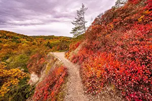 Calcareous: Red shining wig bushes (Cotinus) on the calcareous