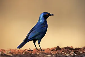 Starling: Red-shouldered Glossy Starling (Lamprotornis nitens), adult