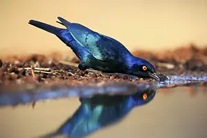 Starling: Red-shouldered Glossy Starling (Lamprotornis nitens), adult