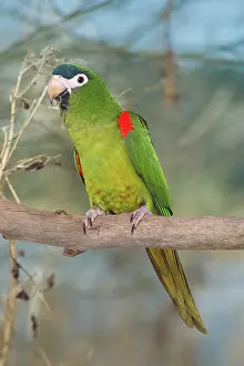 Nobilis: Red-shouldered / HahnIs Macaw
