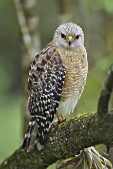 Naples: Red-shouldered Hawk