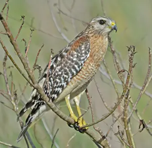 Lineatus: Red-shouldered Hawk