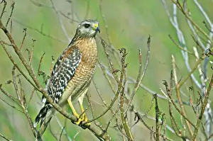 Lineatus: Red-shouldered Hawk