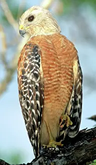 Shouldered: Red Shouldered Hawk